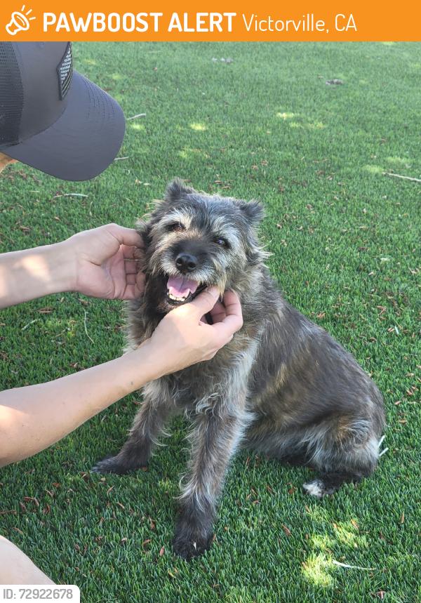 Found/Stray Female Dog last seen Near sunset ridge park, Victorville, CA 92392