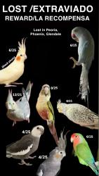 Lost Unknown Bird last seen Peoria, Phoenix, Glendale, Glendale, AZ 85301