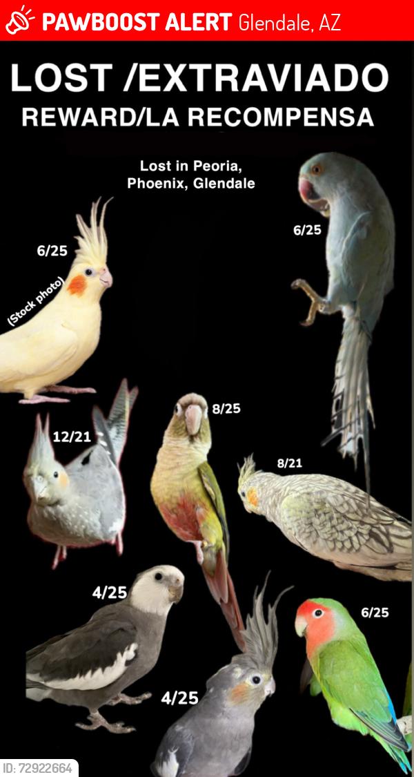Lost Unknown Bird last seen Peoria, Phoenix, Glendale, Glendale, AZ 85301