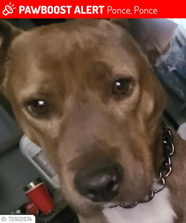 Lost Male Dog last seen Tijuana, Ponce, Ponce 00728