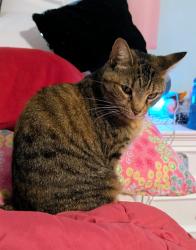 Lost Female Cat last seen School Lane Hills, Lancaster, PA 17603