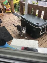 Found/Stray Unknown Cat last seen inson st , Springfield, MA 01108