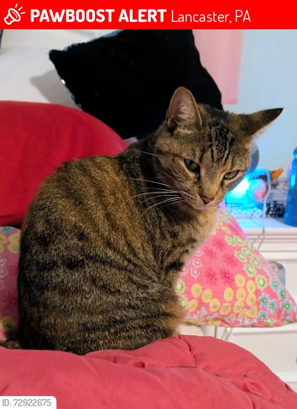Lost Female Cat last seen School Lane Hills, Lancaster, PA 17603