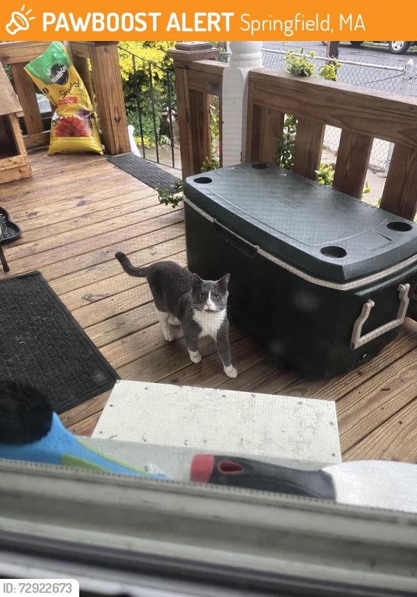 Found/Stray Unknown Cat last seen inson st, Springfield, MA 01108