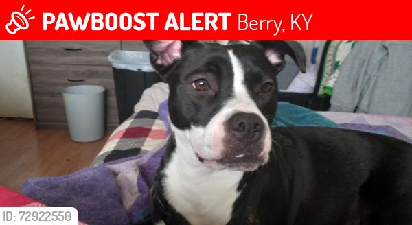 Lost Female Dog last seen Out in the country on a 14 acre farm. She went out to do her business and disappeared , Berry, KY 41003