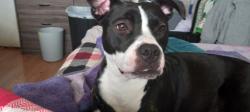 Lost Female Dog last seen Out in the country on a 14 acre farm. She went out to do her business and disappeared , Berry, KY 41003