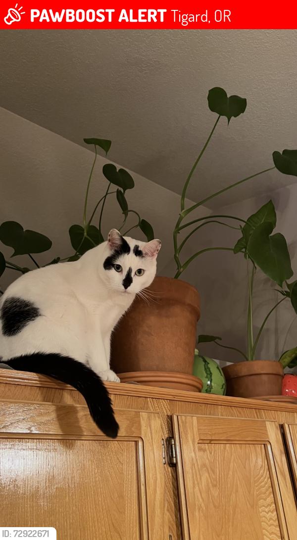 Lost Male Cat last seen Swendon Loop, Tigard, OR 97223