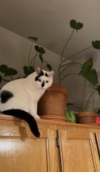 Lost Male Cat last seen Swendon Loop, Tigard, OR 97223