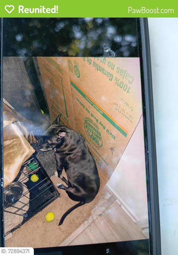 Reunited Female Dog last seen Braxton at the brier creek apmts , Raleigh, NC 27617