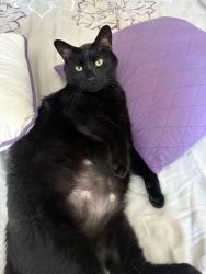 Lost Male Cat last seen Behind the Walmart off 19 and Tarpon Ave , Tarpon Springs, FL 34689