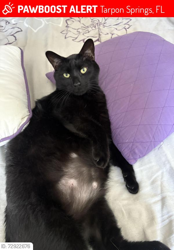 Lost Male Cat last seen Behind the Walmart off 19 and Tarpon Ave , Tarpon Springs, FL 34689