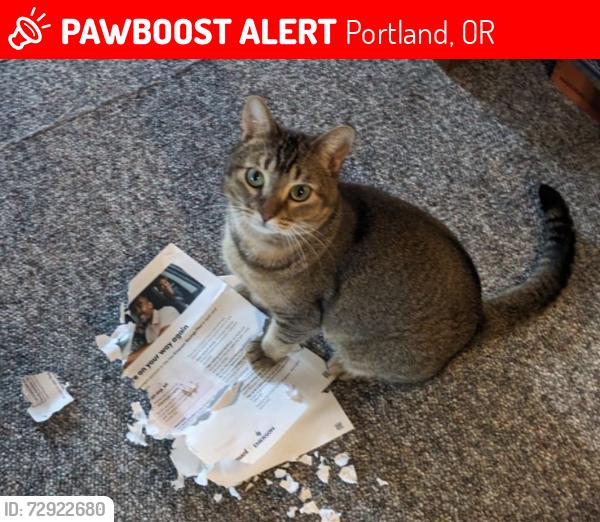 Lost Male Cat last seen Mississippi Ave piedmont area, Portland, OR 97217