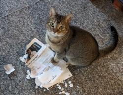 Lost Male Cat last seen Mississippi Ave piedmont area, Portland, OR 97217