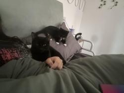 Lost Male Cat last seen St andrews grange, Armley, England LS12 3RS