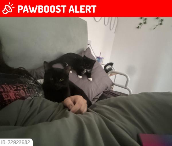 Lost Male Cat last seen St andrews grange, Armley, England LS12 3RS