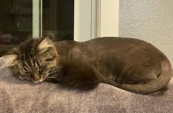 Lost Male Cat last seen  Near the Catholic Church off of SW Langer, Sherwood, OR 97140