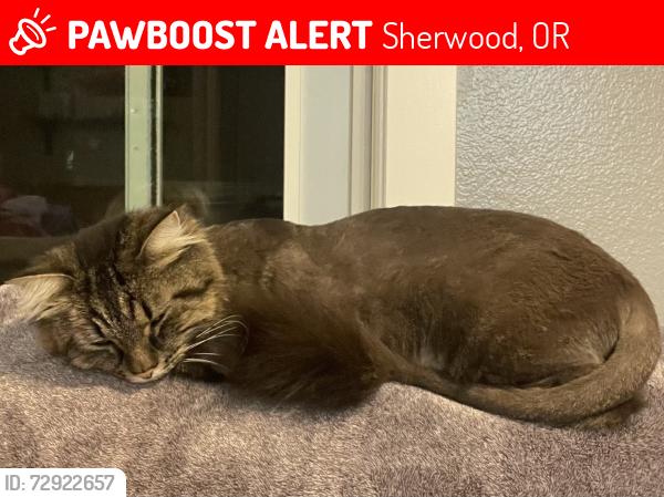 Lost Male Cat last seen  Near the Catholic Church off of SW Langer, Sherwood, OR 97140