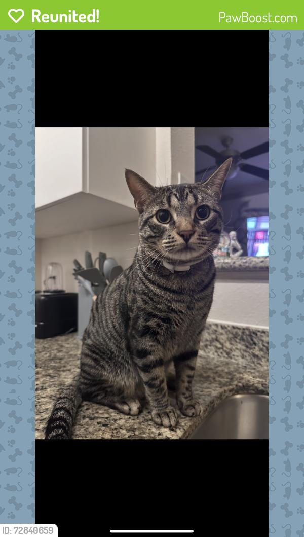 Reunited Male Cat last seen Near Amberwood park drive Katy to, Katy, TX 77493