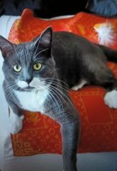 Lost Male Cat last seen Harriet St and saginaw, Mount Morris, MI 48458