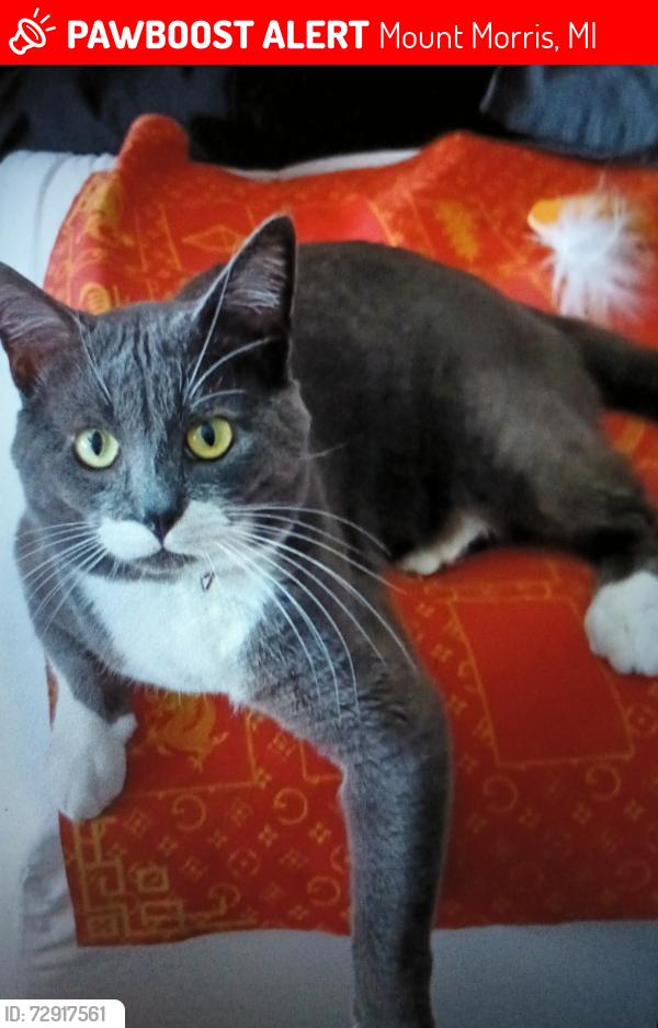 Lost Male Cat last seen Harriet St and saginaw, Mount Morris, MI 48458