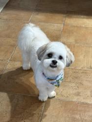 Reunited Male Dog last seen Near morrissee ave Wallington nj 07057, Wallington, NJ 07057