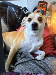 Reunited Male Dog last seen Near E 55th St, Los Angeles, CA 90011, USA, Los Angeles, CA 90011