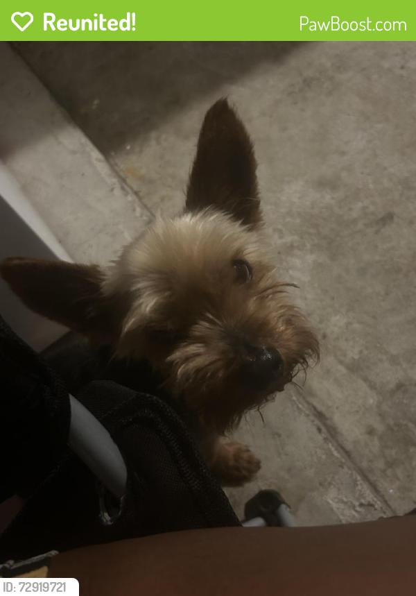 Reunited Male Dog last seen Plantation Crest and Beachy Ct, Katy, TX 77449