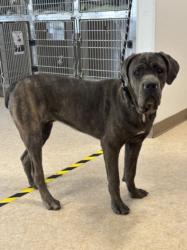 Shelter Stray Female Dog last seen , San Pedro, CA 90731