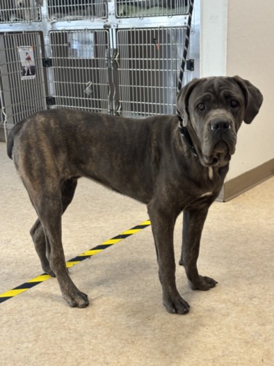 Shelter Stray Female Dog last seen , San Pedro, CA 90731