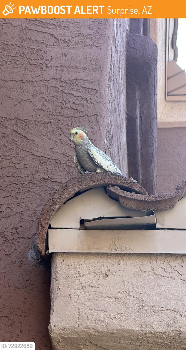 Found/Stray Unknown Bird last seen Sarival & Cactus, Surprise, AZ 85379