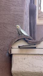 Found/Stray Unknown Bird last seen Sarival & Cactus, Surprise, AZ 85379