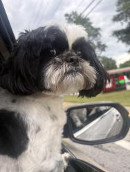 Found/Stray Female Dog last seen Popeyes by mableton Parkway, Mableton, GA 30126