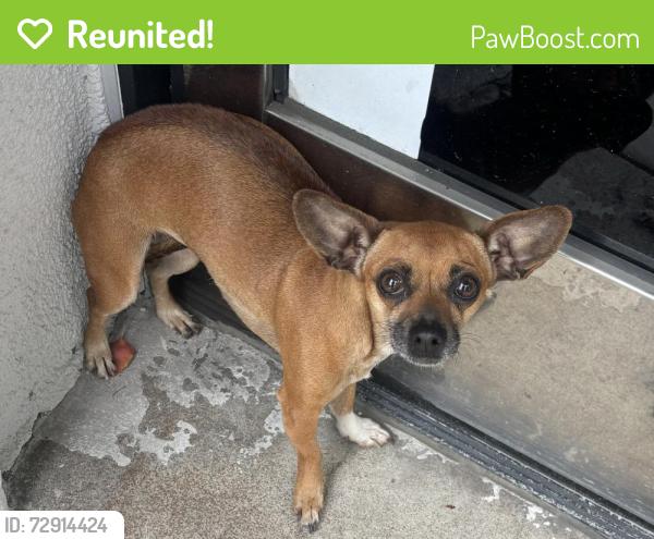 Reunited Female Dog last seen Near s eastern ave, Bell Gardens, CA 90201