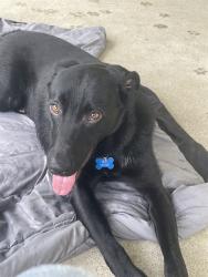 Shelter Stray Male Dog last seen Near BLOCK BLEVINS GAP, Watterson Park, KY 40218