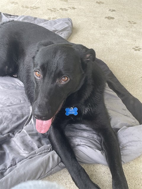 Shelter Stray Male Dog last seen Near BLOCK BLEVINS GAP, Watterson Park, KY 40218