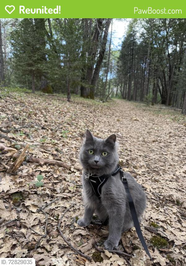 Reunited Female Cat last seen At my Airbnb , Nevada City, CA 95959