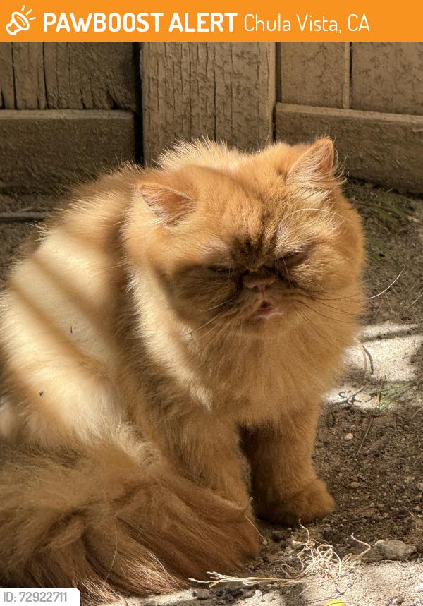 Found/Stray Unknown Cat last seen Fleishbein st. , Chula Vista, CA 91913