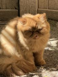 Found/Stray Unknown Cat last seen Fleishbein st. , Chula Vista, CA 91913