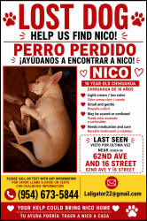 Reunited Male Dog last seen Sw 16 st  and sw 62 ave, Miami, FL 33155
