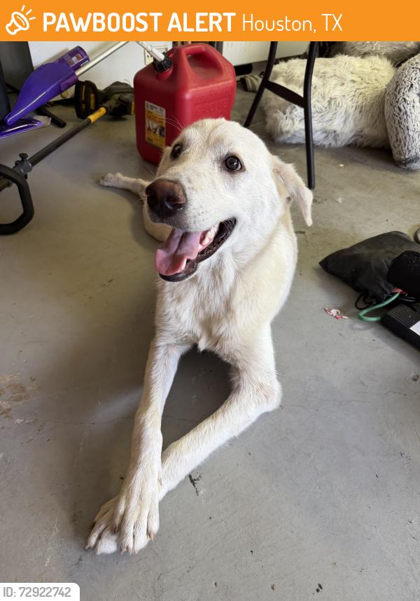 Found/Stray Male Dog last seen Deepcreek, Houston, TX 77091