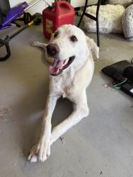 Found/Stray Male Dog last seen Deepcreek, Houston, TX 77091