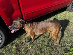 Found/Stray Male Dog last seen Near rd harrah, Lincoln County, OK 73045