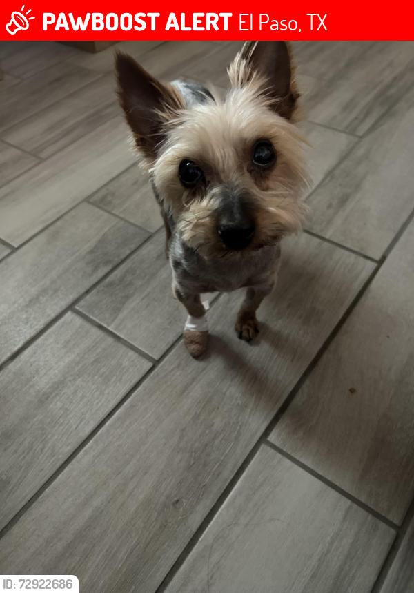 Lost Male Dog last seen West Green Park, El Paso, TX 79932
