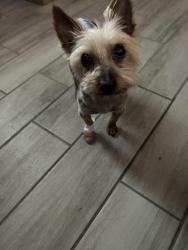 Lost Male Dog last seen West Green Park, El Paso, TX 79932