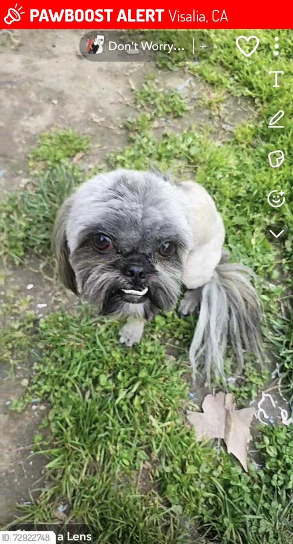 Lost Male Dog last seen Murray and school , Visalia, CA 93291