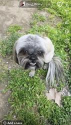 Lost Male Dog last seen Murray and school , Visalia, CA 93291