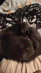 Reunited Male Cat last seen Near butterfield st, Lowell, MA 01854