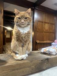 Lost Male Cat last seen Washington Rock Park, Green Brook Township, NJ 08812