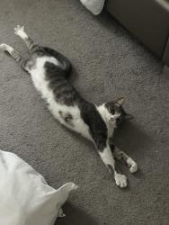 Reunited Female Cat last seen White Mangrove Dr., Wimauma, FL 33598