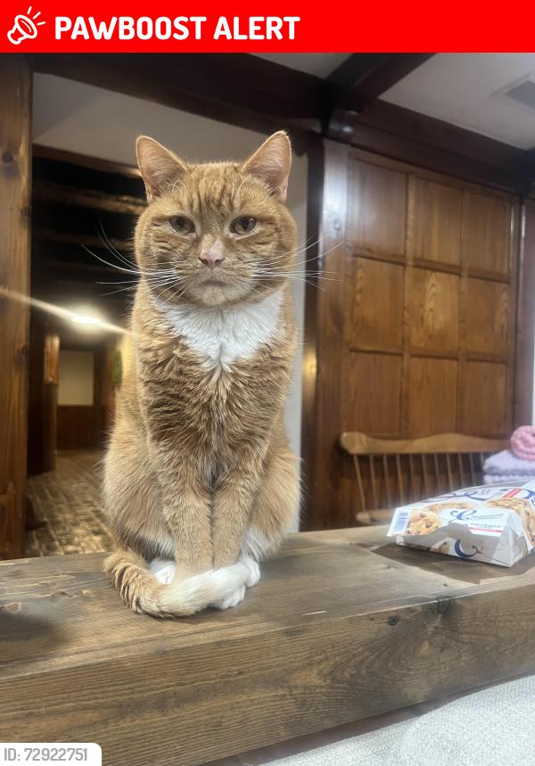 Lost Male Cat last seen Washington Rock Park, Green Brook Township, NJ 08812